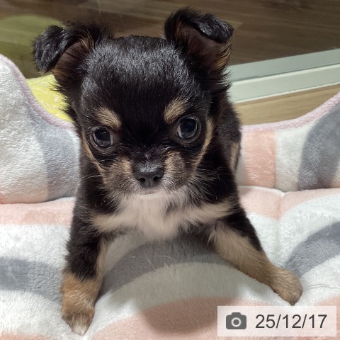 埼玉県のチワワ(ロング) (ペットプラス イオンモール春日部店/2025年10月15日生まれ/女の子/ブラックタンホワイト)の子犬の3枚目の画像