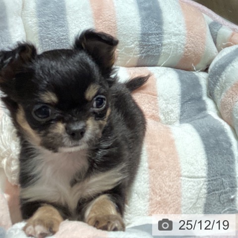 埼玉県のチワワ(ロング) (ペットプラス イオンモール春日部店/2025年10月15日生まれ/女の子/ブラックタンホワイト)の子犬の3枚目の画像