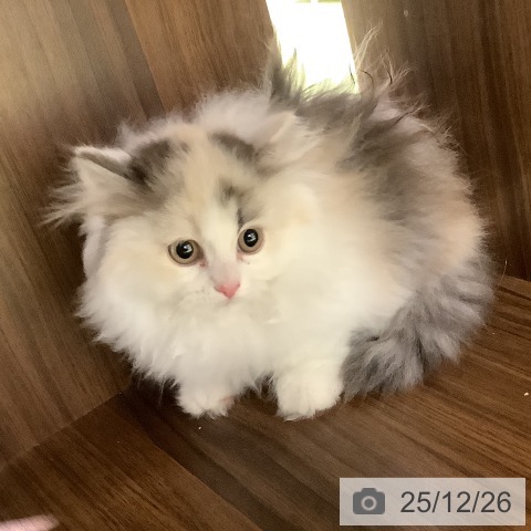 埼玉県のミヌエット (ペットプラス 羽生店/2025年10月3日生まれ/女の子/シルバーパッチドタビーホワイト)の子猫の4枚目の画像