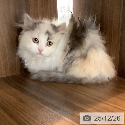 埼玉県のミヌエット (ペットプラス 羽生店/2025年10月3日生まれ/女の子/シルバーパッチドタビーホワイト)の子猫の3枚目の画像