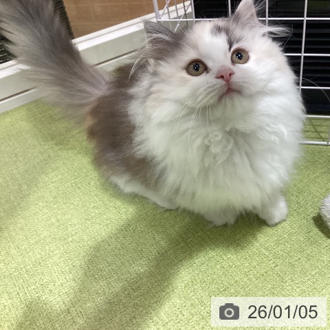 埼玉県のミヌエット (ペットプラス 羽生店/2025年10月3日生まれ/女の子/シルバーパッチドタビーホワイト)の子猫の4枚目の画像