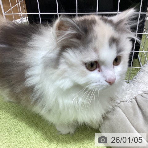 埼玉県のミヌエット (ペットプラス 羽生店/2025年10月3日生まれ/女の子/シルバーパッチドタビーホワイト)の子猫の3枚目の画像