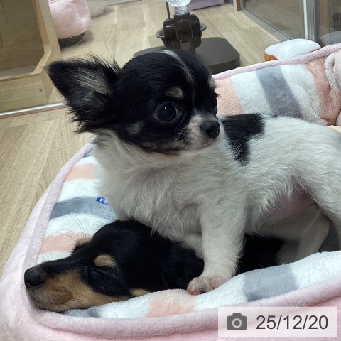 宮城県のチワワ(ロング) (ペットプラス 名取店/2025年9月19日生まれ/女の子/ホワイトブラックタン)の子犬の4枚目の画像