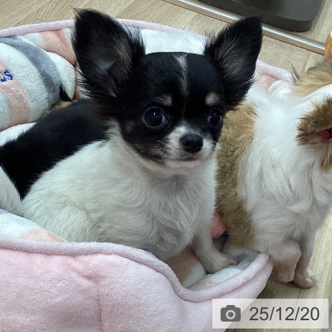 宮城県のチワワ(ロング) (ペットプラス 名取店/2025年9月19日生まれ/女の子/ホワイトブラックタン)の子犬の3枚目の画像