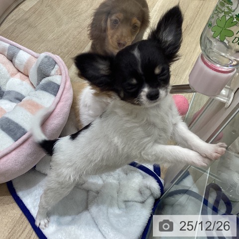 宮城県のチワワ(ロング) (ペットプラス 名取店/2025年9月19日生まれ/女の子/ホワイトブラックタン)の子犬の4枚目の画像