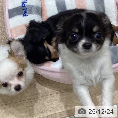 宮城県のチワワ(ロング) (ペットプラス 名取店/2025年9月19日生まれ/女の子/ホワイトブラックタン)の子犬の3枚目の画像