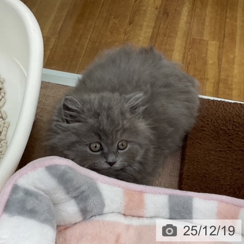 福島県のブリティッシュショートヘアー (ペットプラス 福島店/2025年10月15日生まれ/男の子/ブルー)の子猫の3枚目の画像