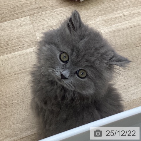 福島県のブリティッシュショートヘアー (ペットプラス 福島店/2025年10月15日生まれ/男の子/ブルー)の子猫の4枚目の画像