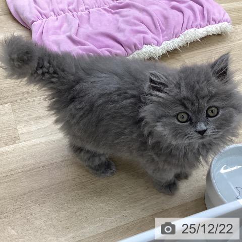 福島県のブリティッシュショートヘアー (ペットプラス 福島店/2025年10月15日生まれ/男の子/ブルー)の子猫の3枚目の画像