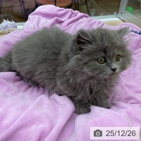 福島県のブリティッシュショートヘアー (ペットプラス 福島店/2025年10月15日生まれ/男の子/ブルー)の子猫の3枚目の画像