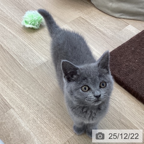 愛媛県のブリティッシュショートヘアー (ペットプラス 新居浜店/2025年10月17日生まれ/女の子/ブルー)の子猫の4枚目の画像