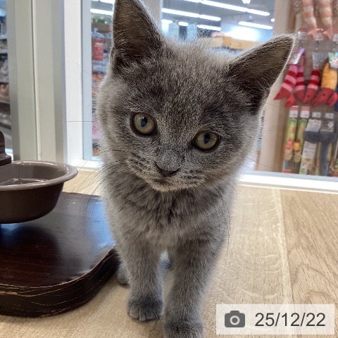 愛媛県のブリティッシュショートヘアー (ペットプラス 新居浜店/2025年10月17日生まれ/女の子/ブルー)の子猫の3枚目の画像