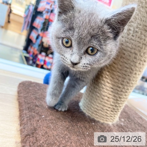 愛媛県のブリティッシュショートヘアー (ペットプラス 新居浜店/2025年10月17日生まれ/女の子/ブルー)の子猫の3枚目の画像
