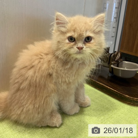 千葉県のラガマフィン (ペットプラス 幕張新都心店/2025年10月17日生まれ/男の子/クリームタビー)の子猫の3枚目の画像