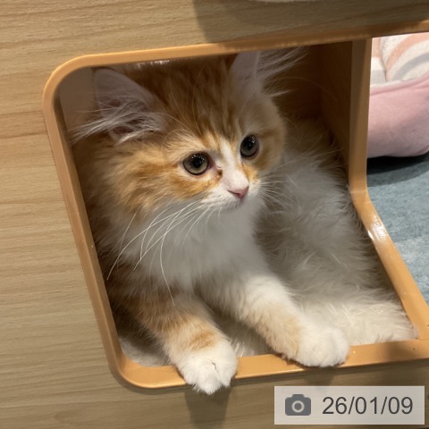 埼玉県のサイベリアン (ペットプラス コクーンシティ店/2025年10月13日生まれ/女の子/レッドタビーホワイト)の子猫の3枚目の画像