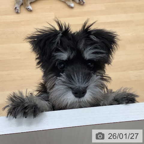 青森県のミニチュアシュナウザー (ペットプラス 青森浜田店/2025年10月16日生まれ/男の子/ブラックシルバー)の子犬の4枚目の画像