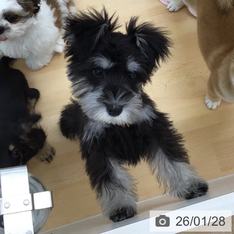 青森県のミニチュアシュナウザー (ペットプラス 青森浜田店/2025年10月16日生まれ/男の子/ブラックシルバー)の子犬の3枚目の画像