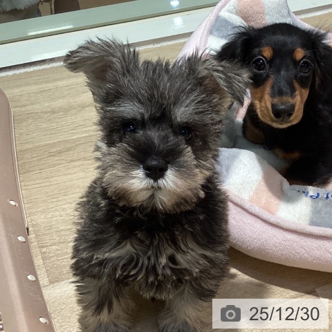 東京都のミニチュアシュナウザー (ペットプラス 東久留米店/2025年10月16日生まれ/男の子/ソルトペッパー)の子犬の3枚目の画像