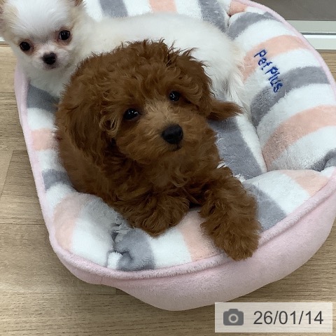 東京都のトイプードル(トイ) (ペットプラス 日の出店/2025年10月17日生まれ/男の子/レッド)の子犬の4枚目の画像