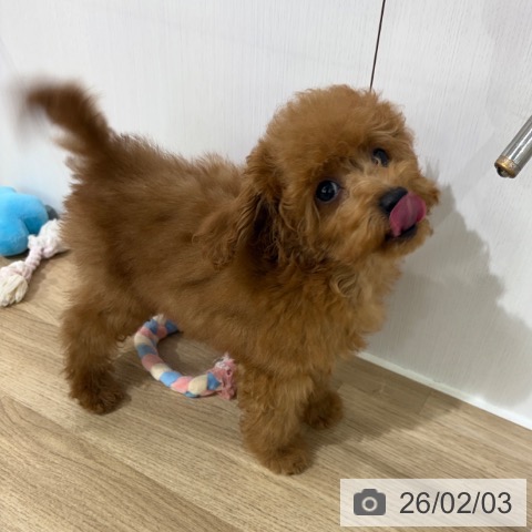 埼玉県のトイプードル(トイ) (ペットプラス 所沢店/2025年10月17日生まれ/男の子/レッド)の子犬の4枚目の画像