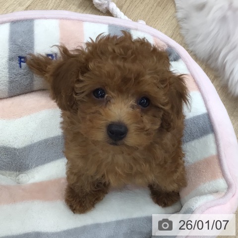 東京都のトイプードル(トイ) (ペットプラス 日の出店/2025年10月17日生まれ/男の子/レッド)の子犬の3枚目の画像