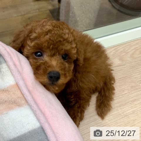 千葉県のトイプードル(トイ) (ペットプラス 幕張新都心店/2025年10月17日生まれ/男の子/レッド)の子犬の3枚目の画像