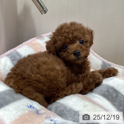 トイ・プードルの写真