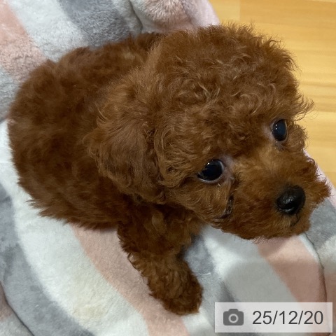 埼玉県のトイプードル(トイ) (ペットプラス 与野店/2025年10月17日生まれ/女の子/レッド)の子犬の4枚目の画像