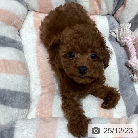 埼玉県のトイプードル(トイ) (ペットプラス 与野店/2025年10月17日生まれ/女の子/レッド)の子犬の3枚目の画像