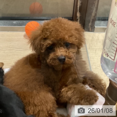 埼玉県のトイプードル(トイ) (ペットプラス コクーンシティ店/2025年10月17日生まれ/女の子/レッド)の子犬の3枚目の画像