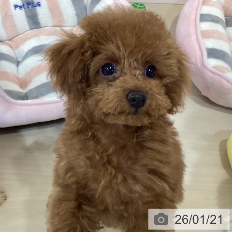 埼玉県のトイプードル(トイ) (ペットプラス クレアモール川越店/2025年10月17日生まれ/女の子/レッド)の子犬の4枚目の画像