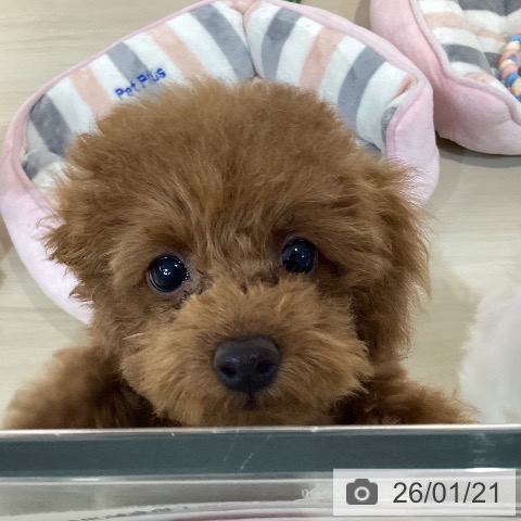 埼玉県のトイプードル(トイ) (ペットプラス クレアモール川越店/2025年10月17日生まれ/女の子/レッド)の子犬の3枚目の画像