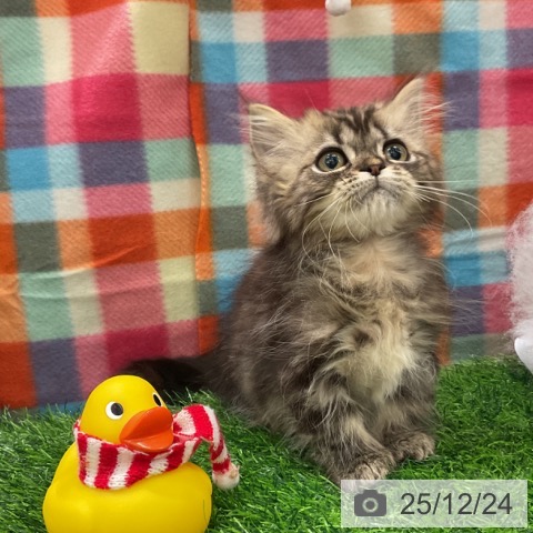 千葉県のミヌエット (ペットプラス コトエ流山おおたかの森店/2025年10月6日生まれ/男の子/ブラウンタビー)の子猫の4枚目の画像