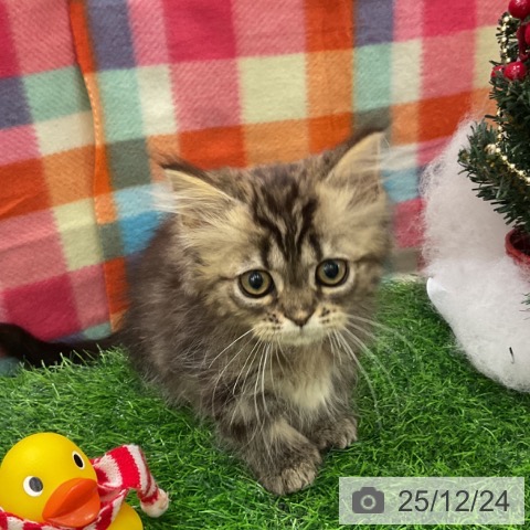 千葉県のミヌエット (ペットプラス コトエ流山おおたかの森店/2025年10月6日生まれ/男の子/ブラウンタビー)の子猫の3枚目の画像