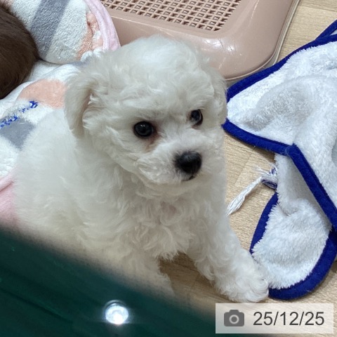 宮城県のビションフリーゼ (ペットプラス 名取店/2025年10月17日生まれ/女の子/ホワイト)の子犬の4枚目の画像