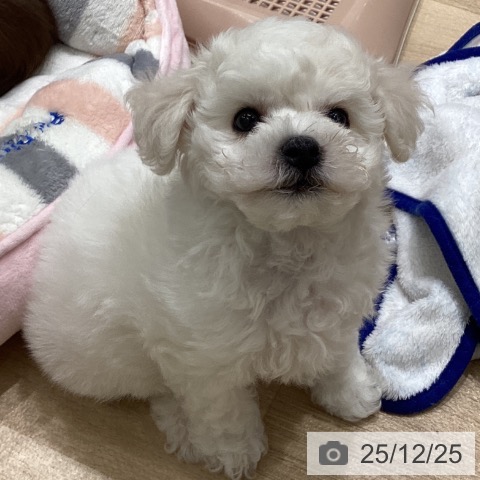 宮城県のビションフリーゼ (ペットプラス 名取店/2025年10月17日生まれ/女の子/ホワイト)の子犬の3枚目の画像