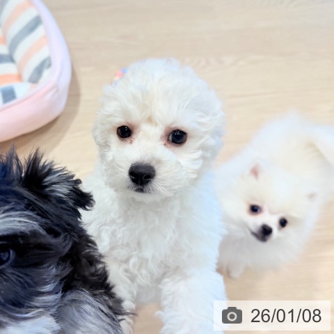 千葉県のビションフリーゼ (ペットプラス ユーカリが丘店/2025年10月16日生まれ/男の子/ホワイト)の子犬の4枚目の画像