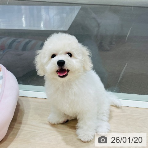 千葉県のビションフリーゼ (ペットプラス ユーカリが丘店/2025年10月16日生まれ/男の子/ホワイト)の子犬の4枚目の画像