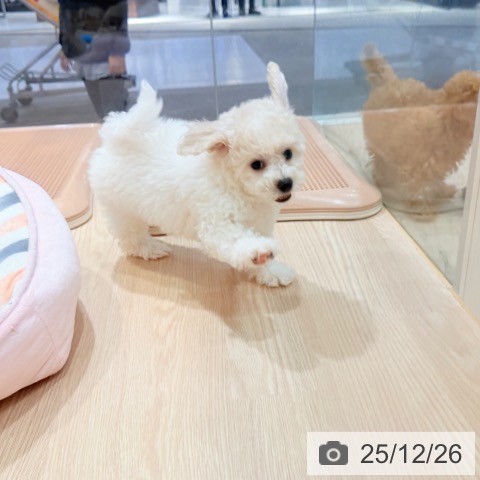 ビション・フリーゼの写真