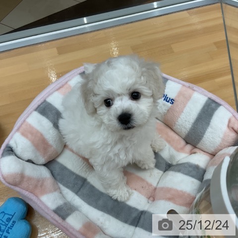 千葉県のビションフリーゼ (ペットプラス 八千代緑が丘店/2025年10月16日生まれ/男の子/ホワイト)の子犬の3枚目の画像