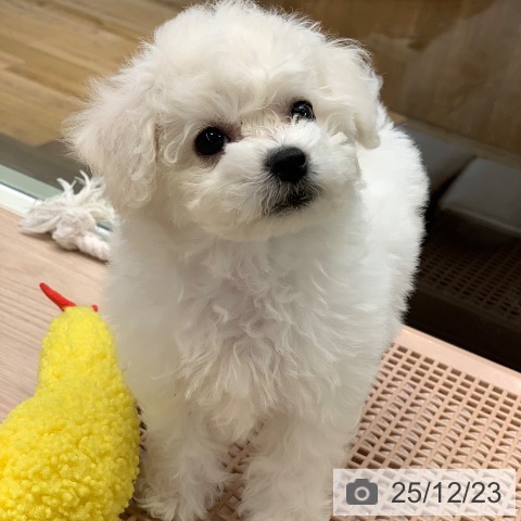 千葉県のビションフリーゼ (ペットプラス 幕張新都心店/2025年10月16日生まれ/女の子/ホワイト)の子犬の4枚目の画像