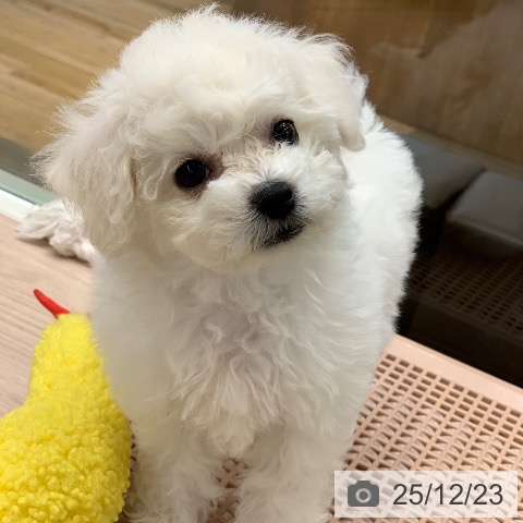 千葉県のビションフリーゼ (ペットプラス 幕張新都心店/2025年10月16日生まれ/女の子/ホワイト)の子犬の3枚目の画像