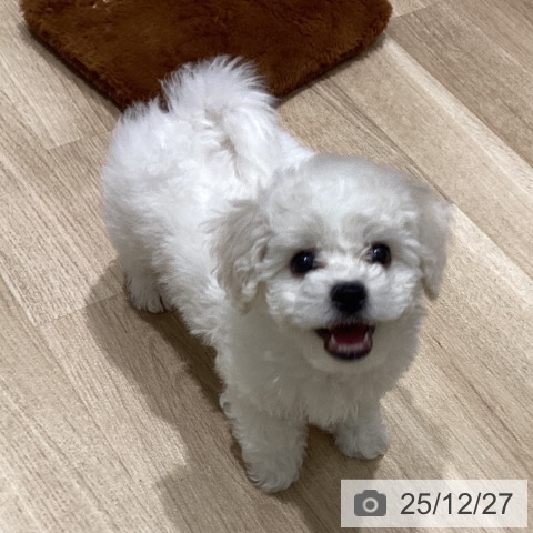 宮城県のビションフリーゼ (ペットプラス 仙台上杉店/2025年10月16日生まれ/女の子/ホワイト)の子犬の3枚目の画像