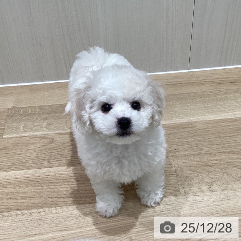 ビション・フリーゼの写真