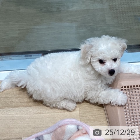 宮城県のビションフリーゼ (ペットプラス 仙台泉大沢店/2025年10月16日生まれ/女の子/ホワイト)の子犬の3枚目の画像