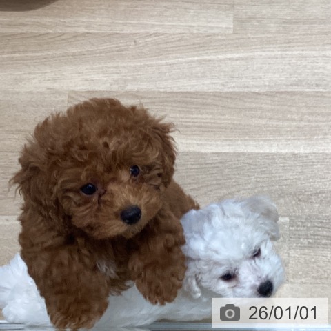 宮城県のビションフリーゼ (ペットプラス 仙台泉大沢店/2025年10月16日生まれ/女の子/ホワイト)の子犬の3枚目の画像