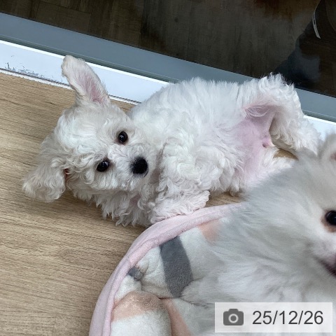 ビション・フリーゼの写真