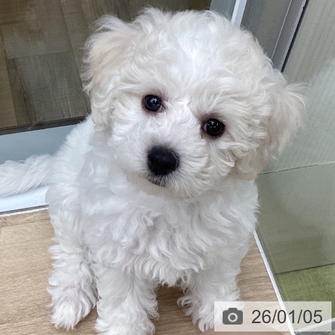 東京都のビションフリーゼ (ペットプラス むさし村山店/2025年10月16日生まれ/女の子/ホワイト)の子犬の3枚目の画像