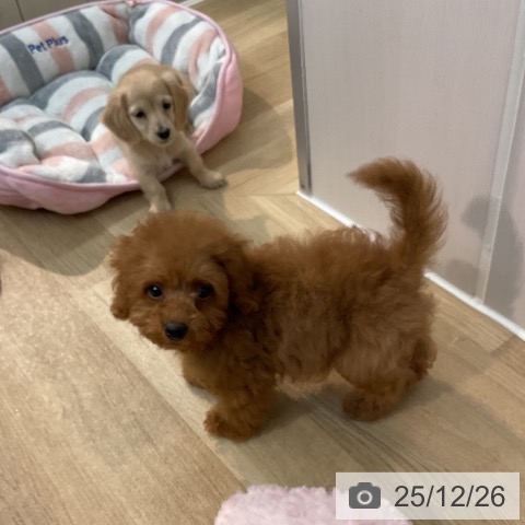 トイ・プードルの写真