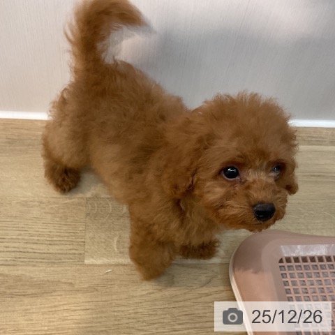 トイ・プードルの写真